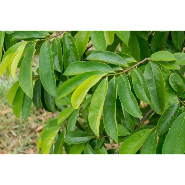 

Daun sirsak 50-100 lembar