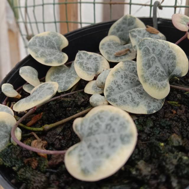 Sukulen string of heart variegata