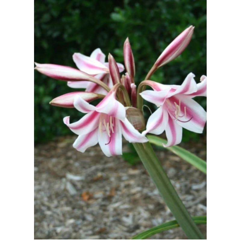 UMBI AMARILIS UNGU UKURAN XL