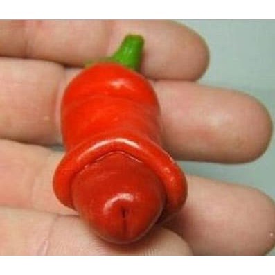 Jual Bibit Cabe Porno Murah