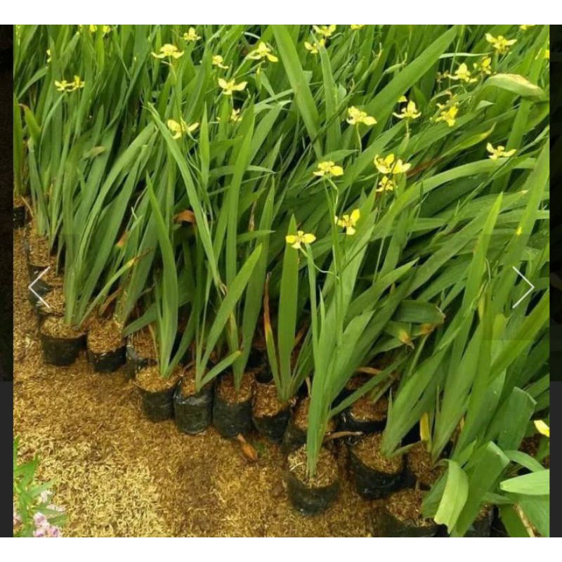 tanaman hias airish bunga kuning.