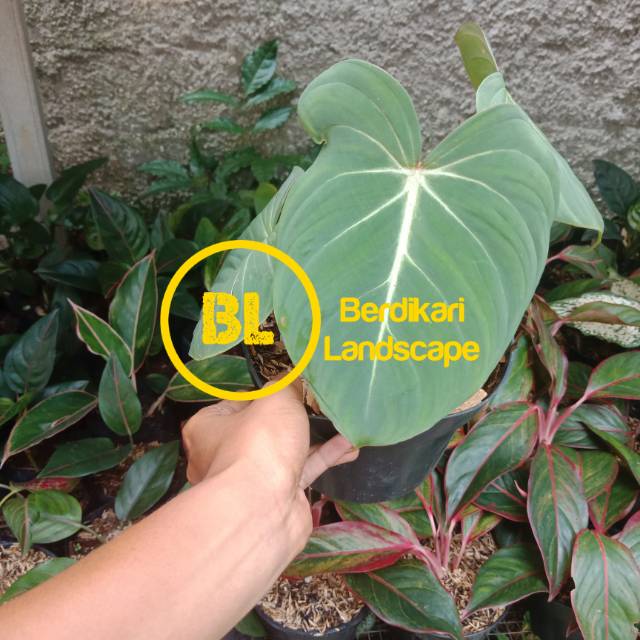 Philodendron gloriosum tanaman indoor philodendron gloriosum philo gloriosum