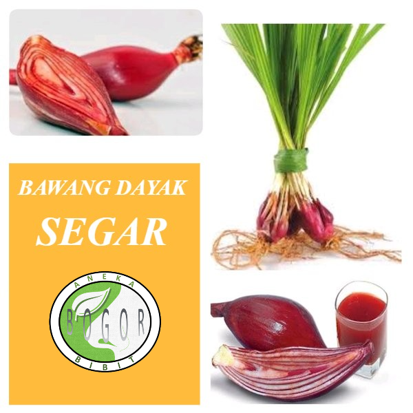 BAWANG DAYAK SEGAR 1KG