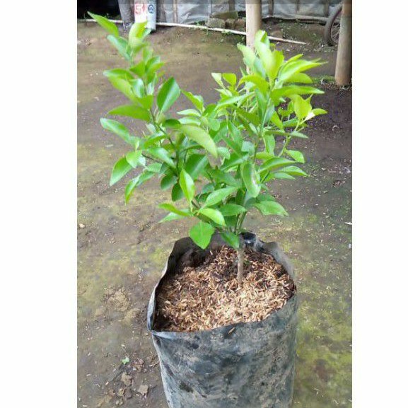Bibit Jeruk Purut Tinggi 20 Cm Up