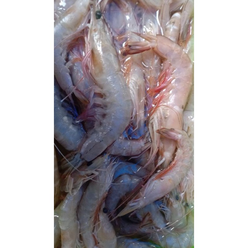 

udang segar