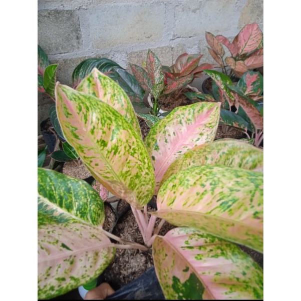 aglonema Bigroy mutasi