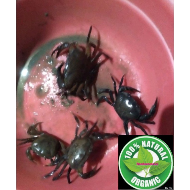 Yuyu Sawah keuyeup atau kepiting sawah obat liver