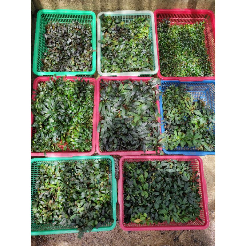 Buce bucephalandra aquascape / buce mini / paket hemat bucephalandra
