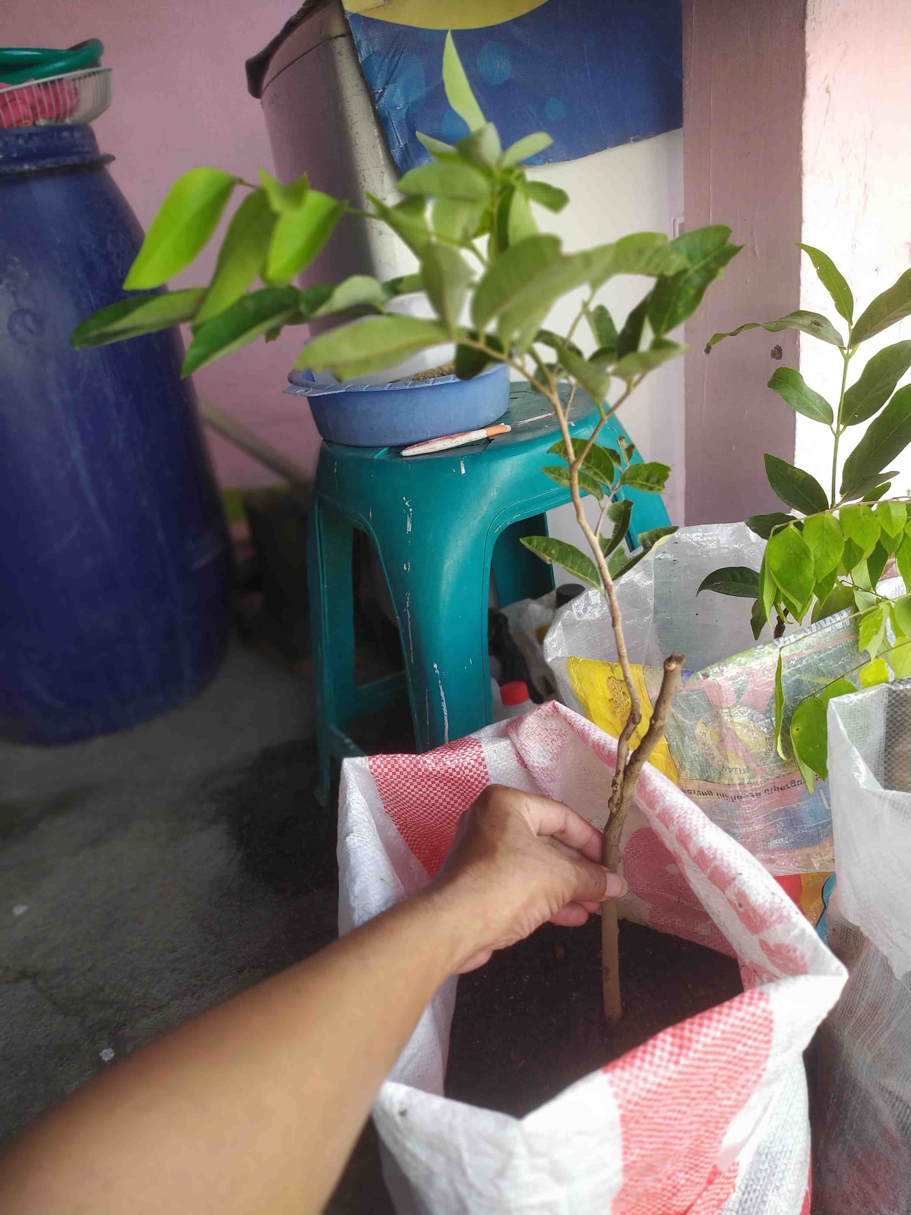 Bibit Kelengkeng Matalada Supermurah