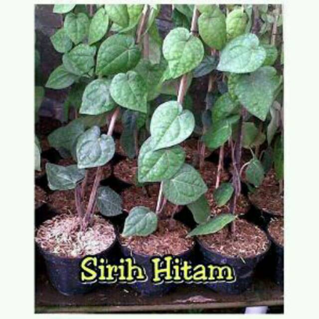 KWALITAS SUPER Tanaman Sirih Hitam TERPERCAYA