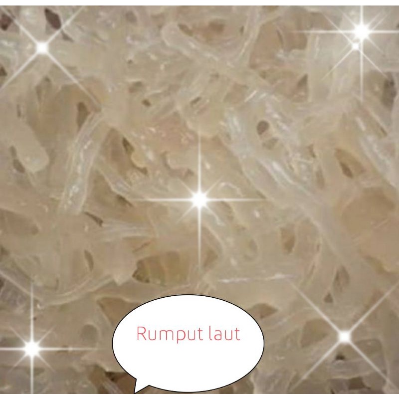

RUMPUT LAUT PUTIH