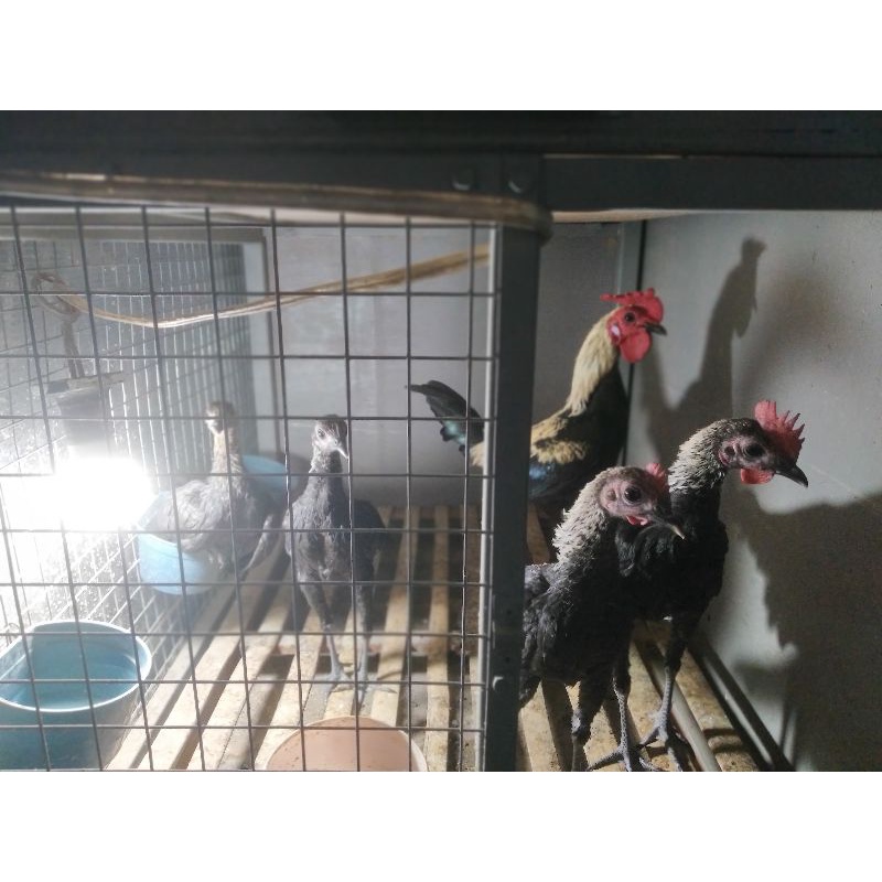 Ayam Hias MGB Modern Game Batam