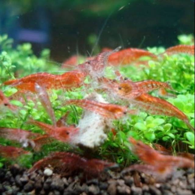 

Udang red carry
