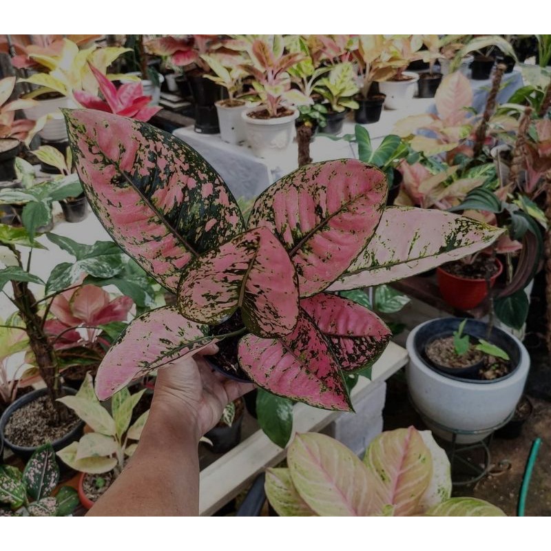 Bibit bonggol aglonema ruby compacta