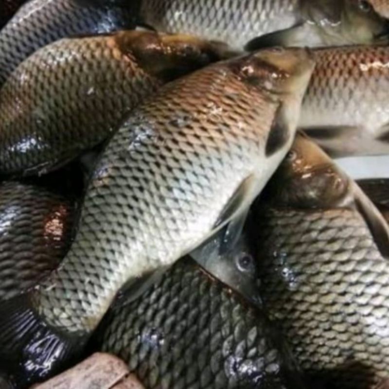 

Ikan Mas Berat 500 Grm