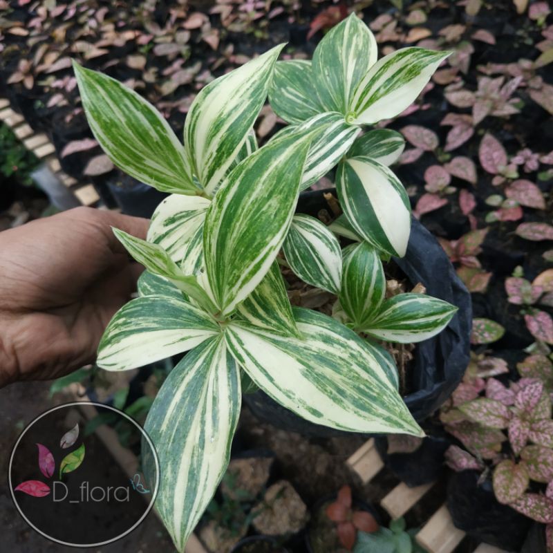 Tanaman hias Pacing Varigata - Tanaman hias Varigata