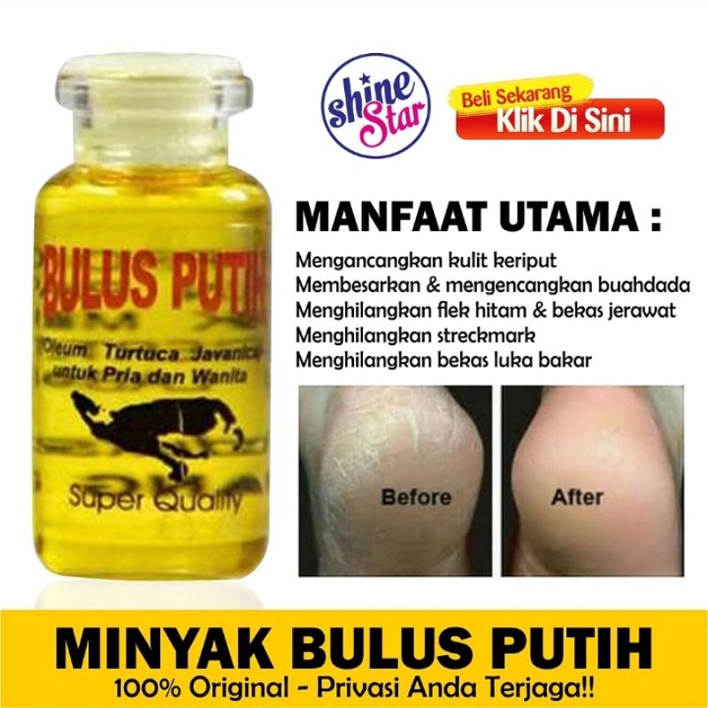 Minyak Bulus Putih Original (Herbal) - Memperbesar Payudara