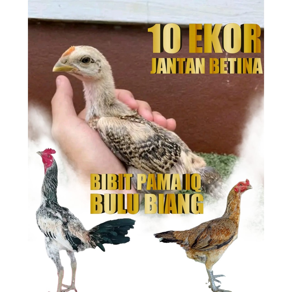 ayam bangkok bulbi super asli bibit bulu biang pama ninja iq