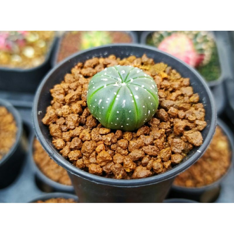 anakan kaktus astrophytum kaktus