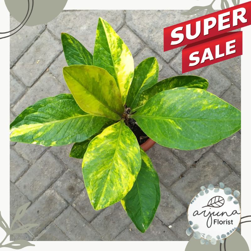 TANAMAN ANTHURIUM JEMANI VARIGATA YELLOW DEWASA qinaya_flora