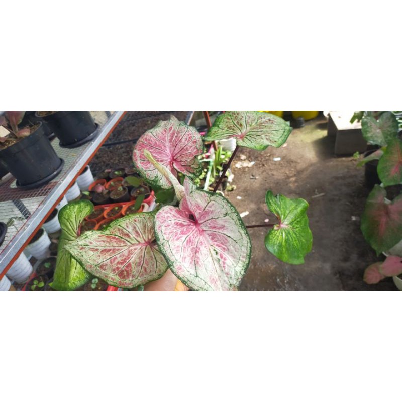 Bibit Caladium Hanoman Obong / Bibit Keladi Hanoman Obong