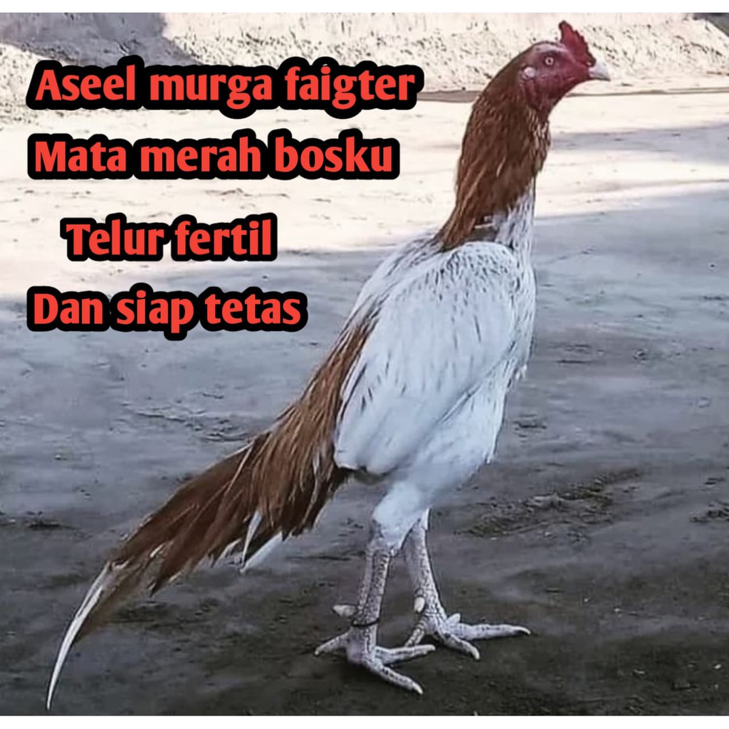 telur ayam bangkok aseel murga aduan pukl k.o