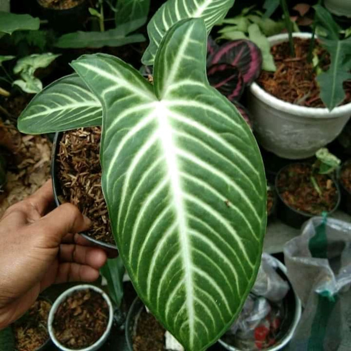 tanaman hias keladi anthasoma - keladi zebra - tanaman koleksi