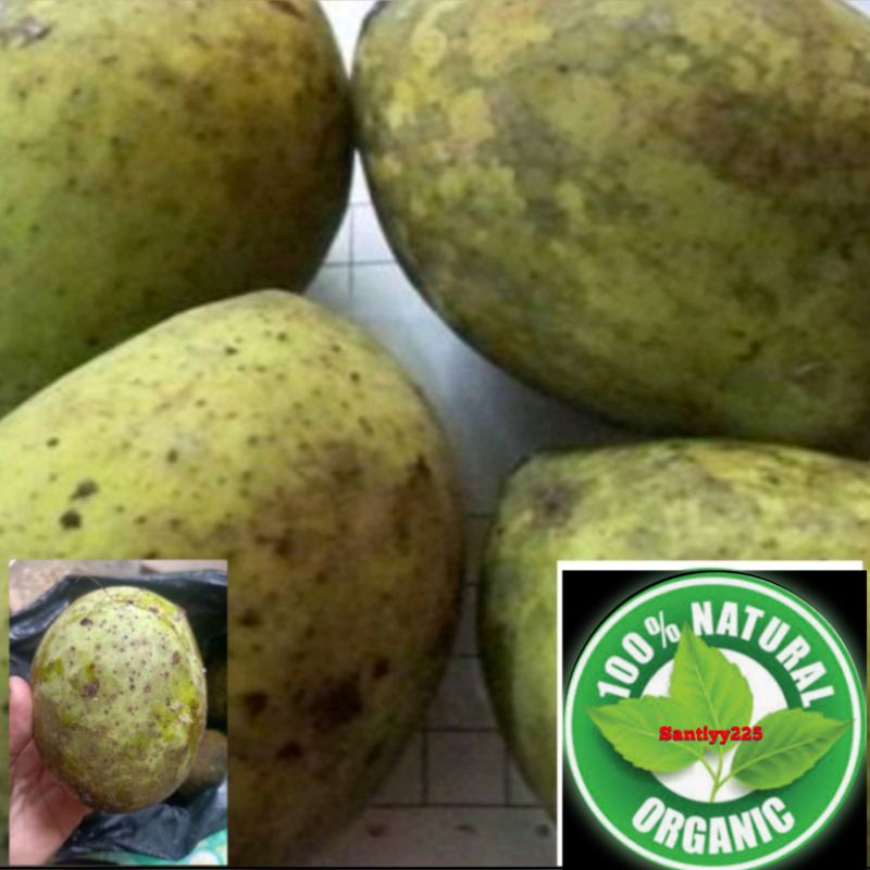 

buah bacang hutan 1 kg segar