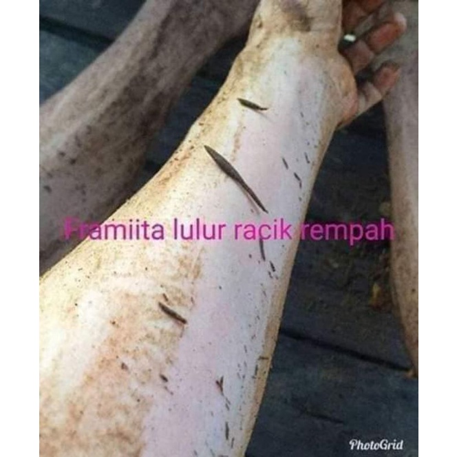 LULUR REMPAH HIRAN THAILAND