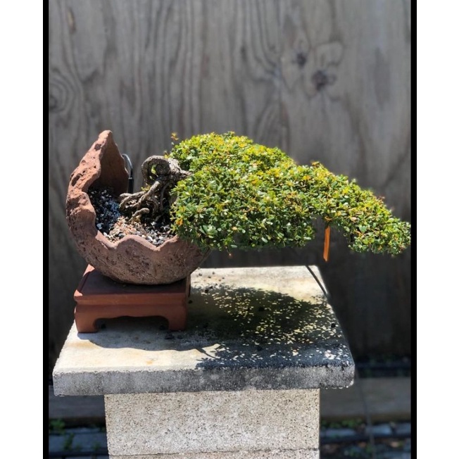 benih atau biji tanaman bucida atau black olive