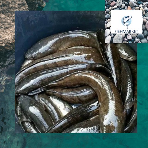 ikan gabus hidup/sudah bersih 1kg isi 2/3/4