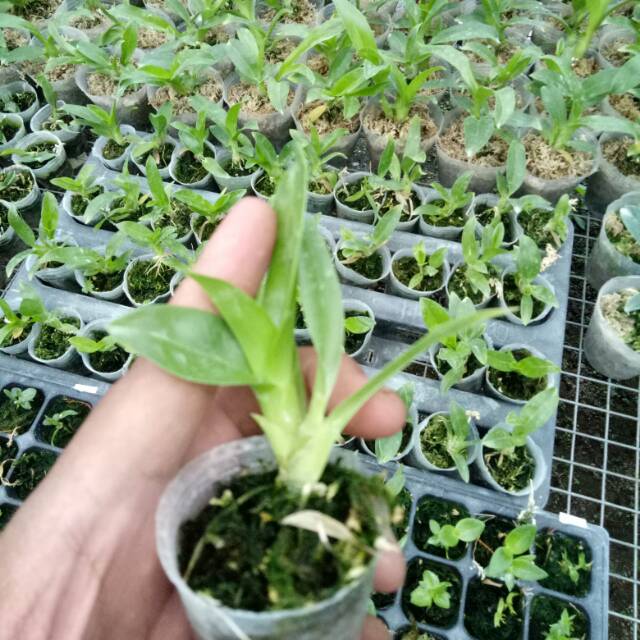 Seedling anggrek grammatophyllum sriptum