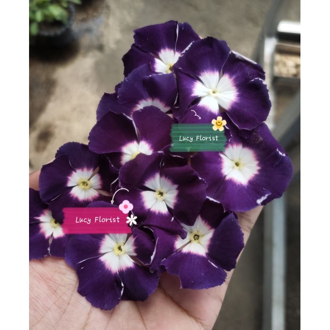 Vinca tegak NINGRUM AEROLOLA black hallo, 15 seed