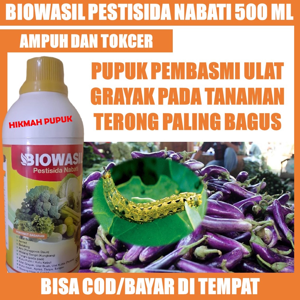 [REKOMENDED] BIOWASIL OBAT HAMA ULAT GRAYAK PADA TANAMAN TERONG PALING MUJARAB - Pestisida Hama Ulat