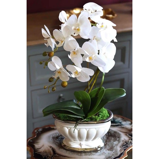 Anggrek Dendrobium nindii remaja - Bunga Hias Anggrek Hidup - Tanaman Hidup - Bunga Hidup