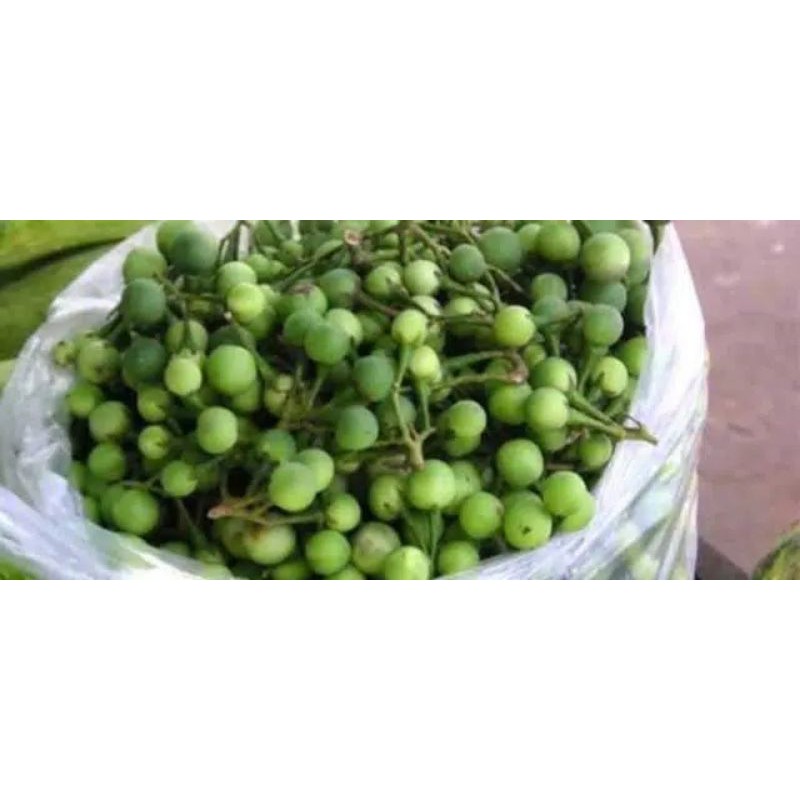 

Buah Tekokak