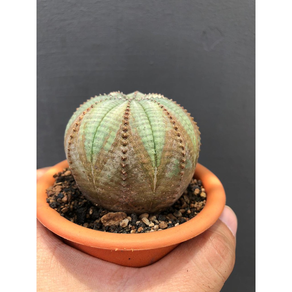 Tanaman Hias Unik Kaktus Euphorbia Obesa Shopee Indonesia