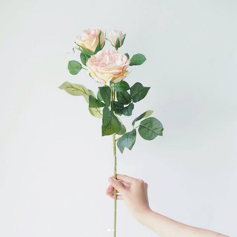 Best Bunga Mawar David Austin Artificial David Austin B Shopee Indonesia