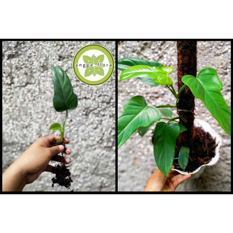 philodendron violin~tanaman hias philodendron violin