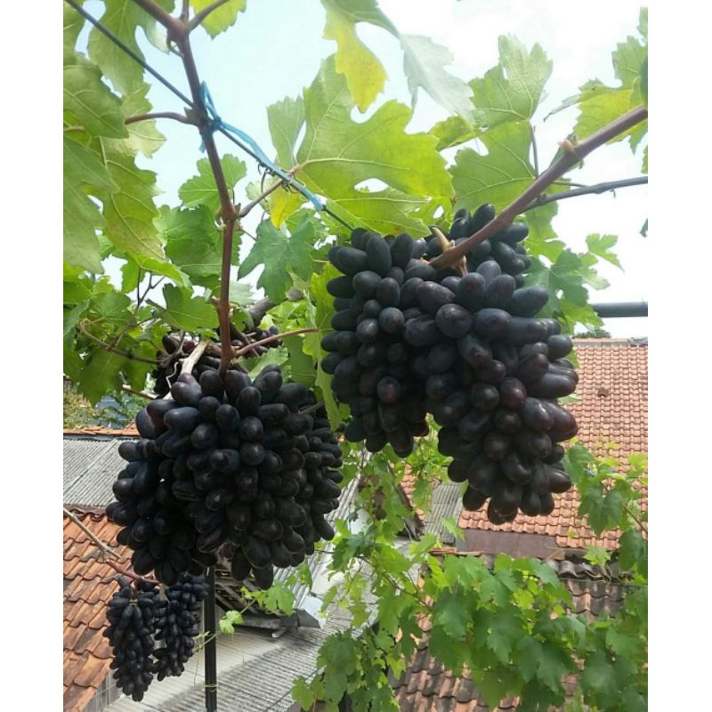 4 BIBIT ANGGUR AKADEMIK + 4 ANGGUR ISABELLA