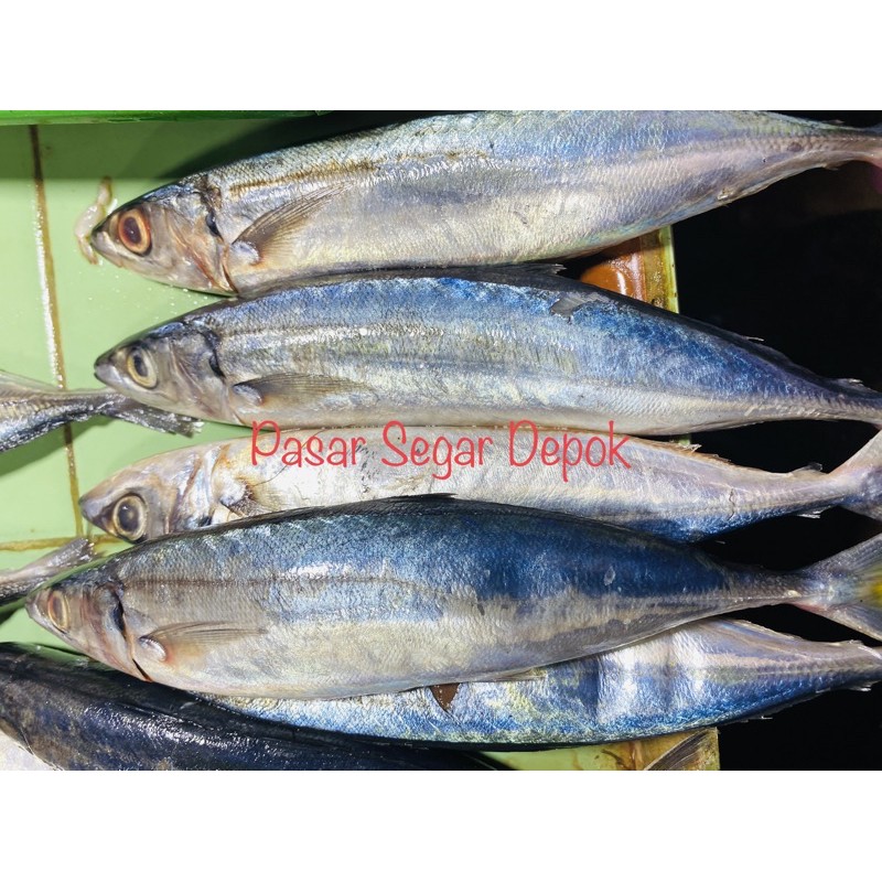 

ikan salem segar - Pasar Segar Depok