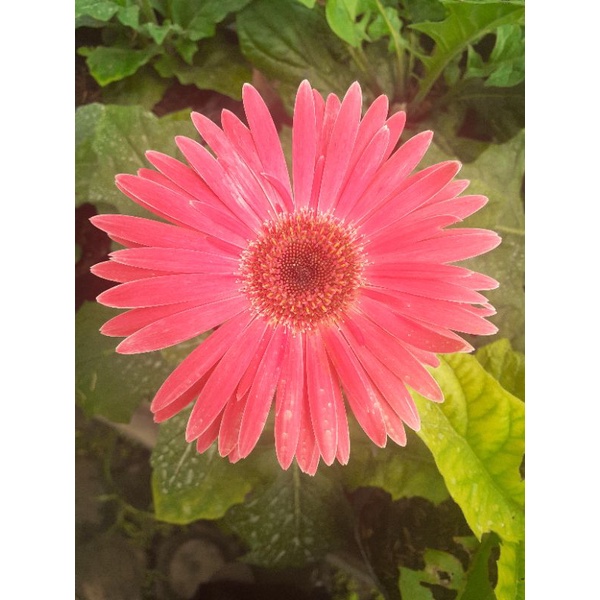 BUNGA HEBRAS / BUNGA GERBERA