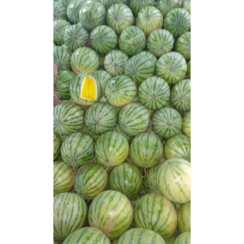 

Semangka Kuning /1 Buah