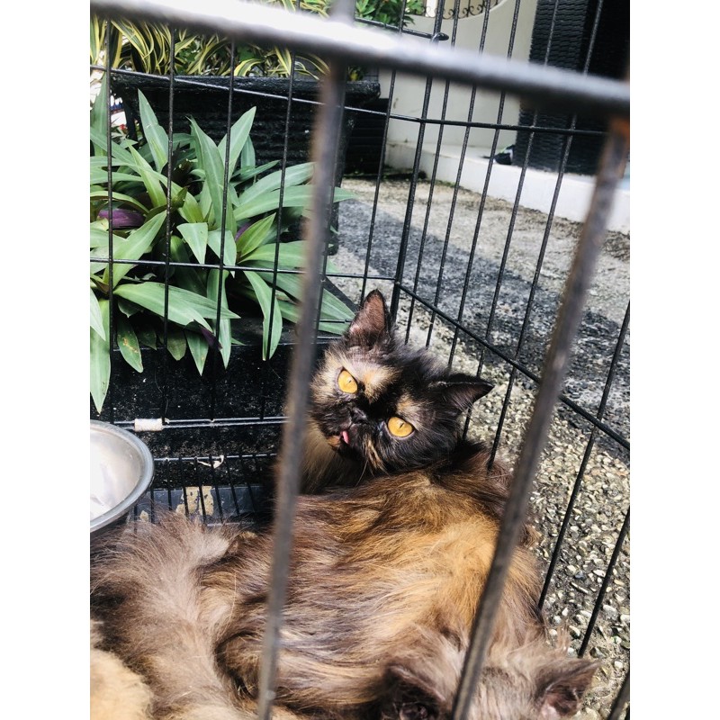 indukan peaknose turun