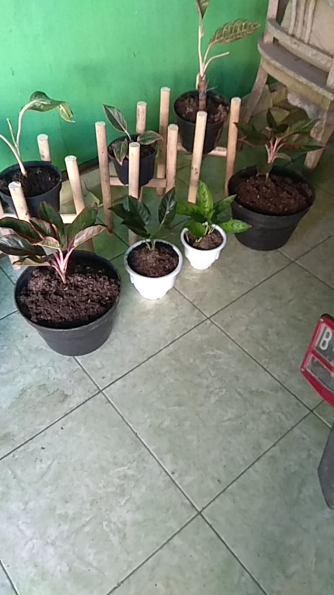 Tanaman Hias Aglonema Rotundum Cantik