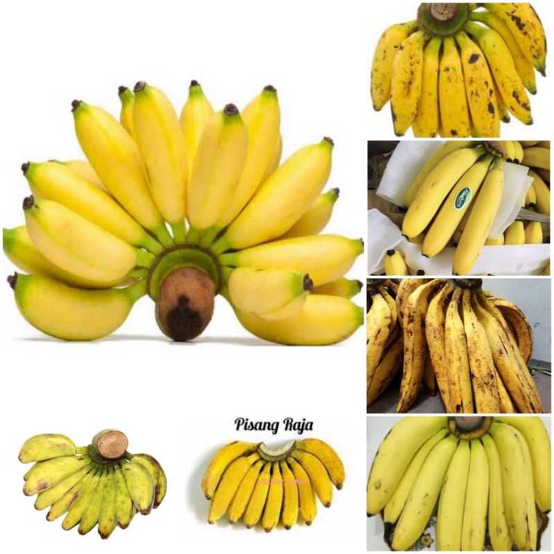 

buah pisang ambon/ully/uli/ulli/kepok/raja/lampung/tanduk/kepok/sunripe/sanripe