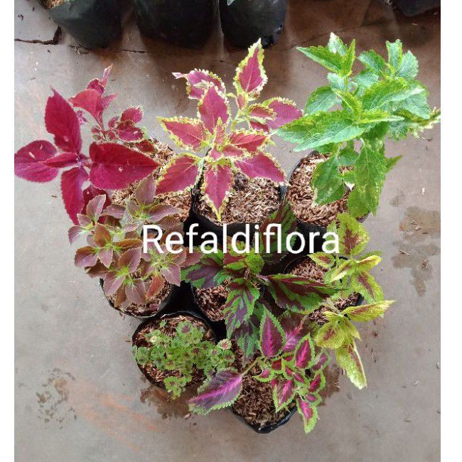 Tanaman hias miana paket miana