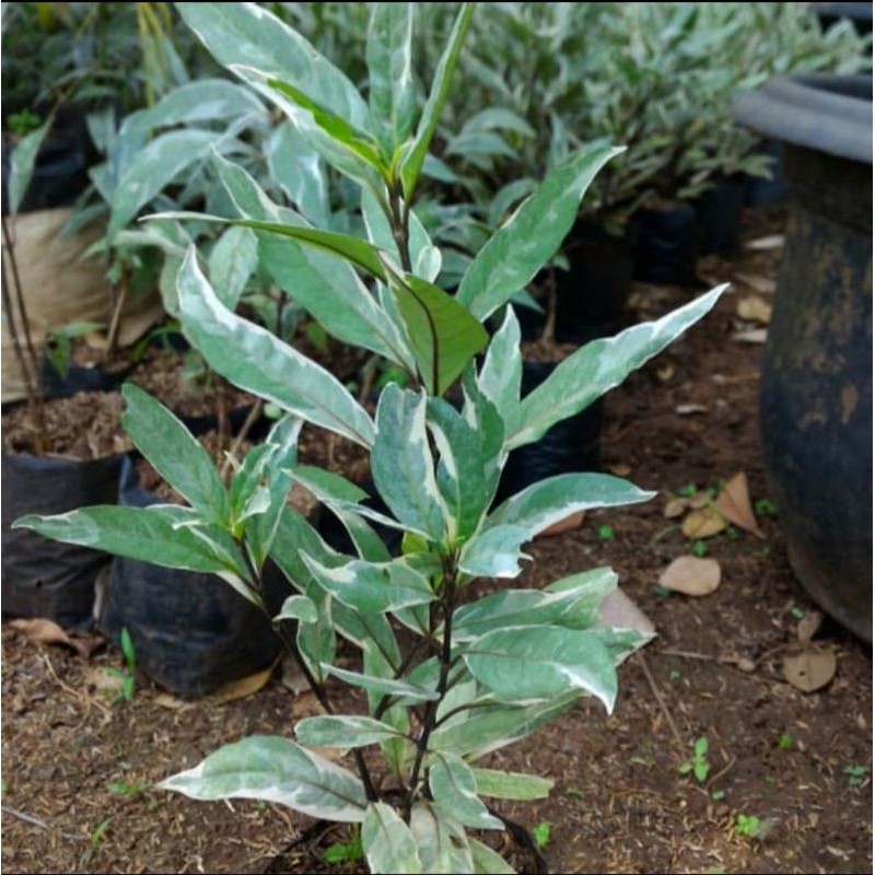 tanaman hias gandarusa putih - bayam erpah putih