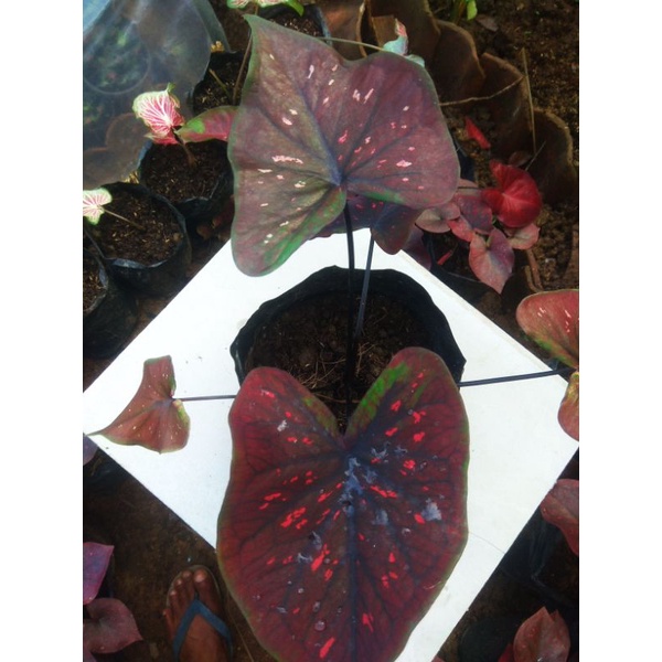 

ready anakan caladium hibrid impor