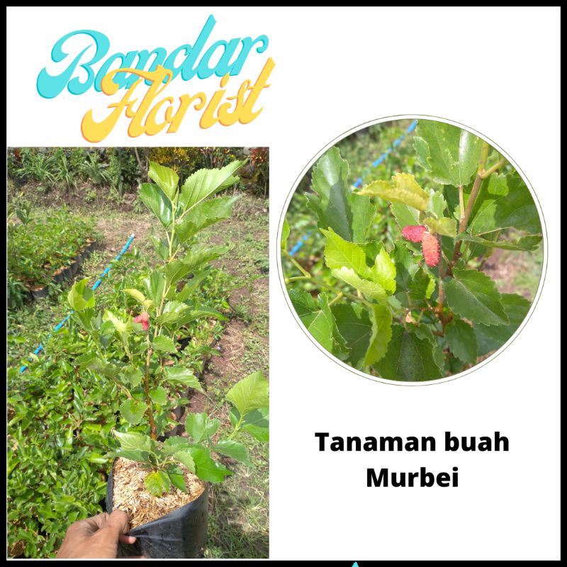 Tanaman buah murbei (besaran) -bibit buah murbei -sudah berbuah